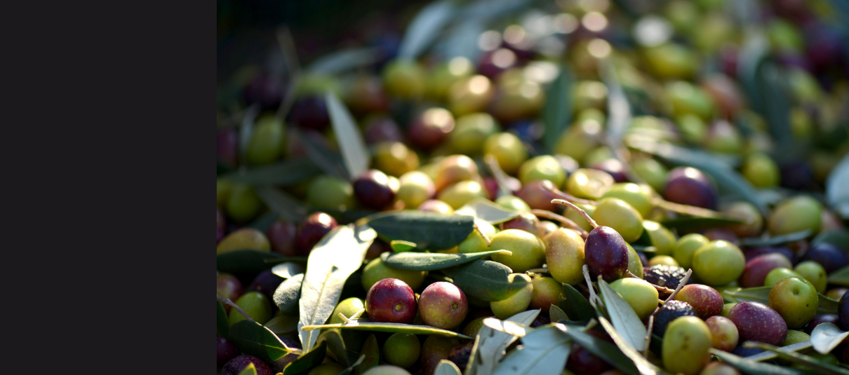 Couleurs et maturité des olives